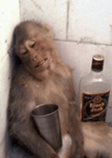 i need to be funky... i need to be monke.y....